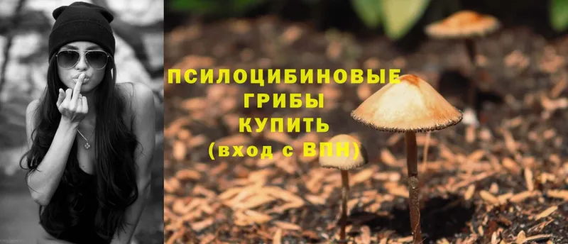 Псилоцибиновые грибы Psilocybe  Котельниково 